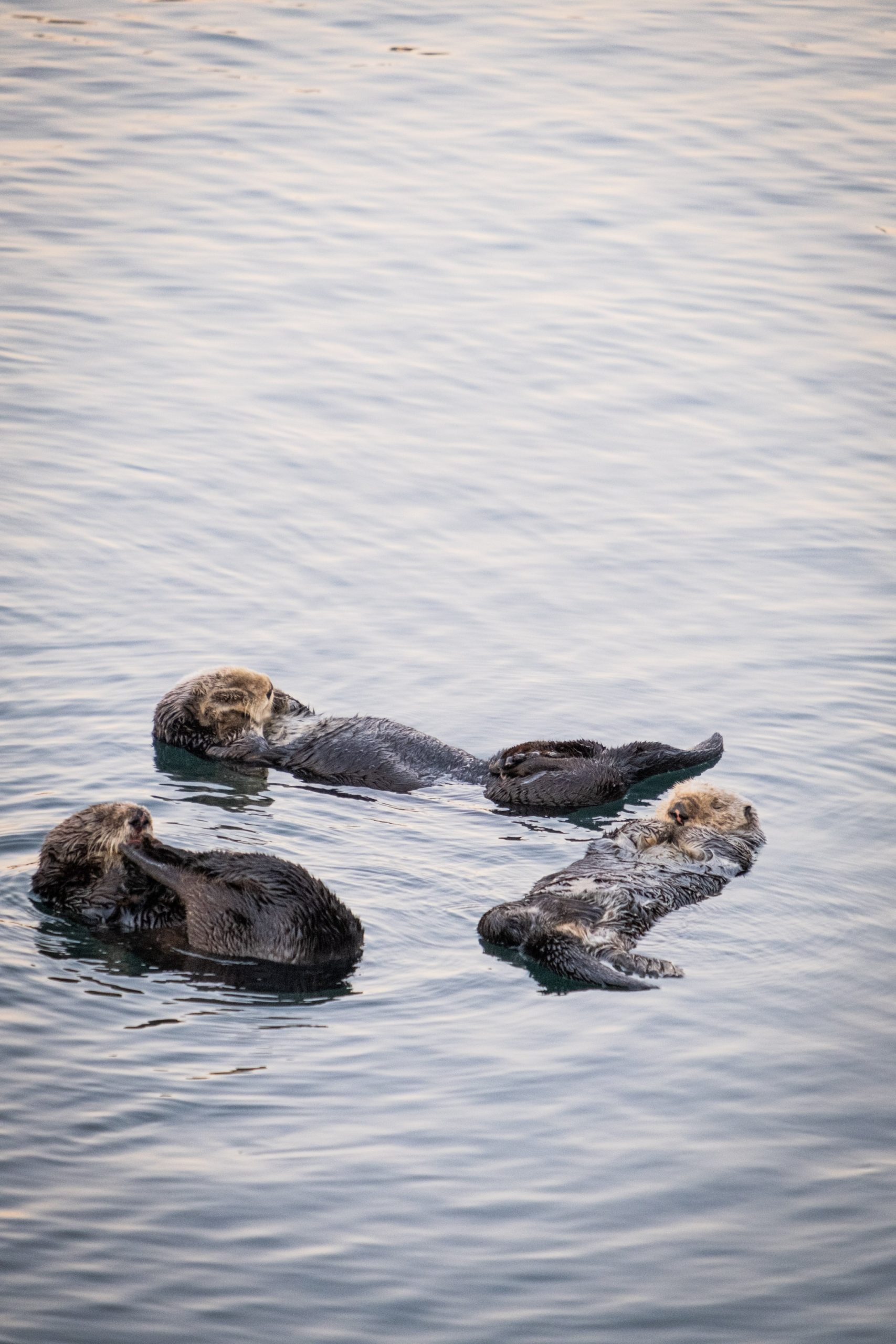 Christine Angelini featured in NPR interview: Sea otters are making a comeback in California – and they’re curbing erosion
