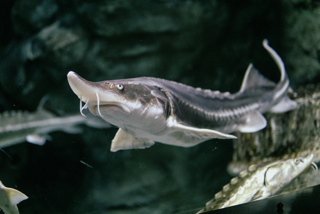 River Dynamics and Sturgeon Habitat: Dynamic Solutions and ERDC Publications
